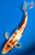 13" Beni Kumonryu Koi #B614615(P3)