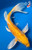 11" "Funfetti" Ogon Butterfly Koi #B614616(P3)