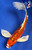 9.5" "Foxy" Doitsu Kujaku Butterfly Koi #J6121(P14)
