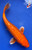 8" "Tango" Gin Rin Orenji Ogon Koi #J6122(P14)