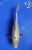 7" "Willow" Ochiba Koi #J6129(P13)