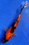 6.5" "Tiger" Ki Utsuri Koi #J61210(P13)