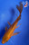 6" "Penny" Chagoi Butterfly Koi #J61216(P13)