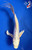 10" Doitsu Platinum Ogon Butterfly Koi #J61231(P14)