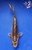 8" "Kumo" Shusui Koi #J61234(P13)
