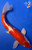 11" Doitsu Hariwake Koi #K6235(Q2)