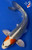 7.5" Kujaku Koi #K6237(S6)