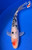 8" Tancho Sanke Koi #K6239(S6)