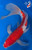 12" Kohaku Butterfly Koi #K62315(Q8)