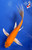 7" "Peep" Kigoi Butterfly Koi #J6258(X42)