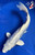 10" "Pearl" Doitsu Platinum Ogon Koi #J62516(X38)