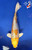 10" "Lucy" Doitsu Lemon Hariwake Koi #J62518(X12)