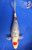 9.5" "Poppy" Tancho Sanke Koi #J62519(X12)
