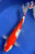 10.5" "Glory" Doitsu Kohaku Koi #J62533(X47)