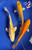 (3) 8-9" Koi "Summer Glow Trio" #J62535(X10)