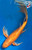 15" "Blaze" Gin Rin Orenji Ogon Butterfly Koi #J1622(S2)