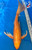 15" "Blaze" Gin Rin Orenji Ogon Butterfly Koi #J1622(S2)