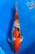13.5" "Monet" Doitsu Sanke Koi #J194(S2)