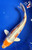 10.5" "Dreamsicle" Doitsu Hariwake Koi #J7910(S6)