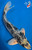 14" Matsukawabake Koi #K7111(S9)