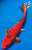 13" Kin Hi Utsuri Koi #K7116(S9)