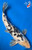 13.5" Gin Rin Shiro Bekko Koi #K71110(S9)