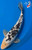 13.5" Gin Rin Shiro Bekko Koi #K71110(S9)