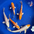 (5) 6-7" Koi "Citrus Splash Collection" #J7927(H6)