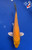 5.5" "Marigold" Gin Rin Kigoi Koi #J7930(P12)