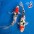 (2) 9.5" "Mickey & Minnie" Sanke Koi Couple #K7243(X2)