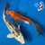(2)  9" "Sugar & Spice" Doitsu Koi Duo #B7244(X7)