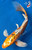 9" "Isabella" Doitsu Butterfly Koi  #B7245(X7)