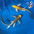 (2)  10" "Golden Girls" Matsuba Butterfly Koi Couple #K7249(X10)