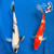 (2) 8-10" "Lucy & Desi" Koi Couple #K72414(X20)