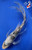 7.5" "Shadow" Gin Rin Shiro Utsuri Butterfly Koi #J7235(P1)