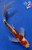8.5" "Fiona" Goromo Butterfly Koi #J72396(P1)