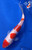 8" "Jasper" Doitsu Kohaku Koi #J72310(P1)