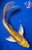 9.5" "Buttercup" Doitsu Yamabuki Ogon Butterfly Koi #J72312(P1)