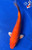 9" "Ruby" Benigoi Koi #J72317(P1)