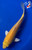 9.5" "Sol" Kigoi Koi #J72318(P2)