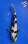 7" "Bandit" Shiro Utsuri Koi #J72319(P2)