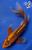 10" "Aurora" Aka Shusui Butterfly Koi #J72328(P2)