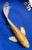 10" "Daisy" Yamabuki Ogon Butterfly Koi #J72330(P2)