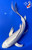 11" "Opal" Platinum Ogon Butterfly Koi #J72333(Q1)