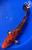 11" "Tiger" Hikari Utsuri Koi #J72337(Q1)