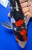 10" "Kaen" Doitsu Showa Koi #J72338(Q1)
