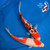 (2) 10" "Duke & Duchess" Gosanke Koi Couple  #K72422(X43)