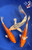 (3) 8-9" Koi "Harmony Trio" Collection #J841(X48)