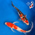 (2) 8" "Scarlett & Rhett" Koi Couple  #K72429(X41)