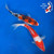 (2) 8" "Hank & Willie" Koi Couple  #K72428(X40)